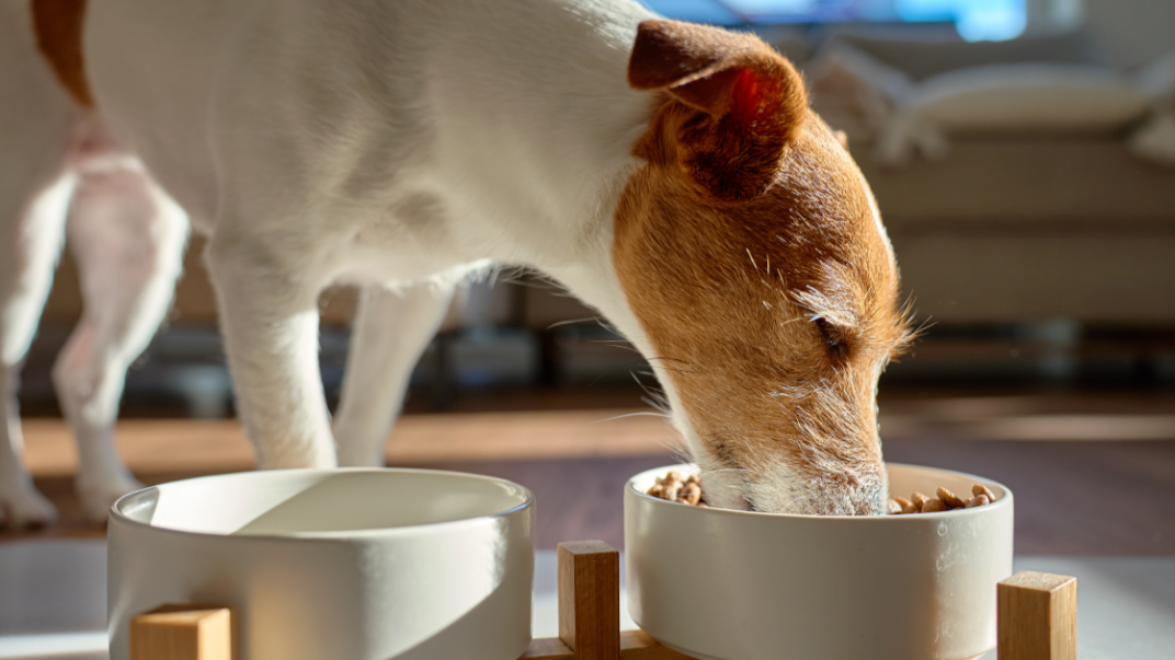 Hond die aan het eten is
