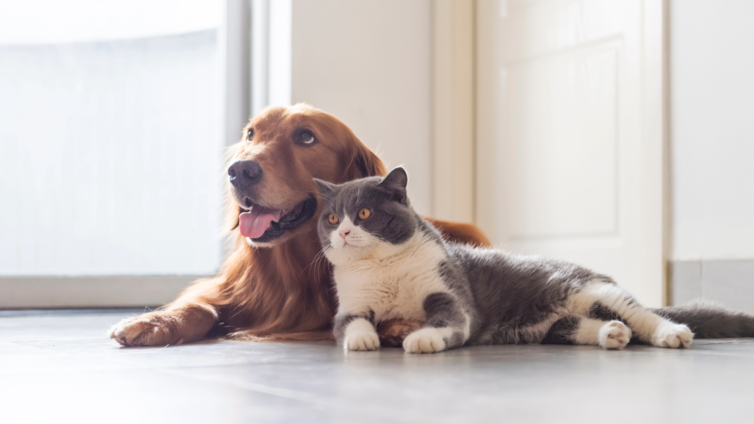 Hond en kat 