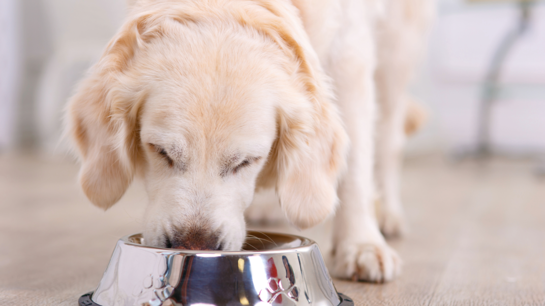 Hond eten 